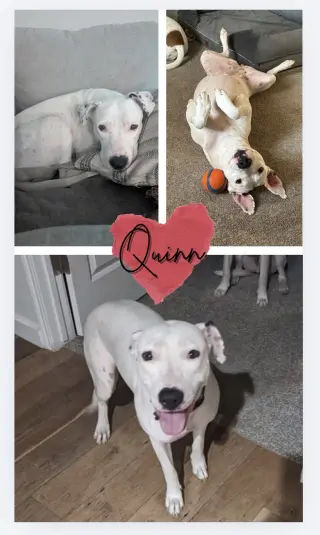 Quinn