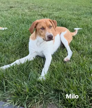 Puppy Milo