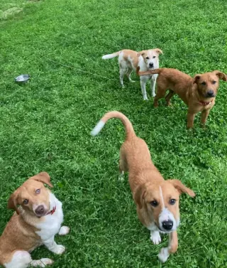 Puppy Milo