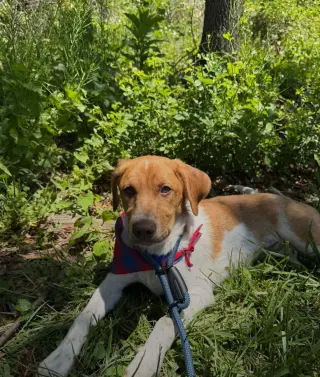 Puppy Milo