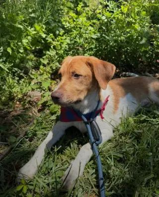 Puppy Milo