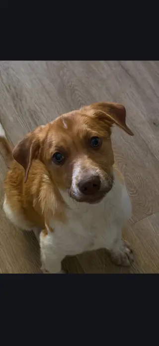 Puppy Milo