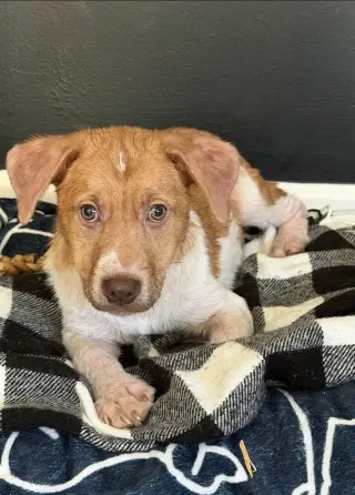 Puppy Milo
