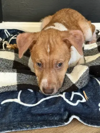 Puppy Milo