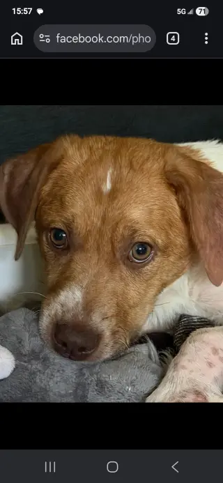 Puppy Milo