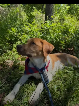 Puppy Milo