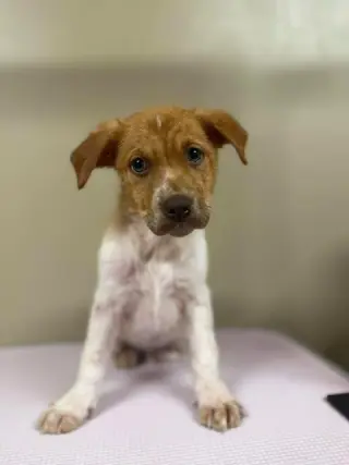 Puppy Milo