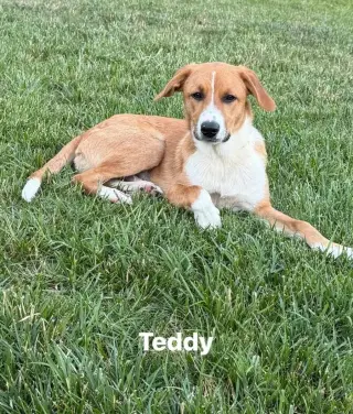 Puppy Teddy