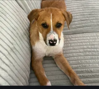Puppy Teddy
