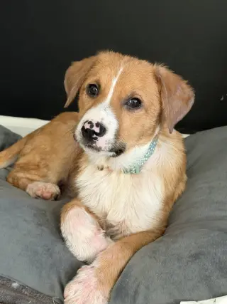 Puppy Teddy