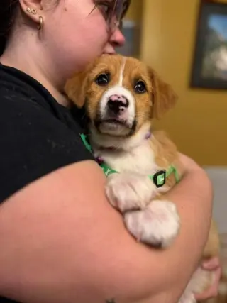 Puppy Teddy
