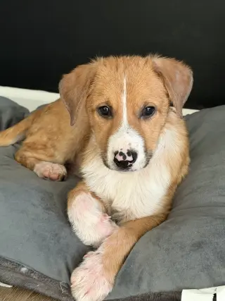 Puppy Teddy