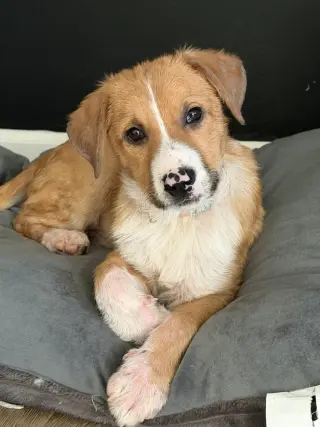 Puppy Teddy