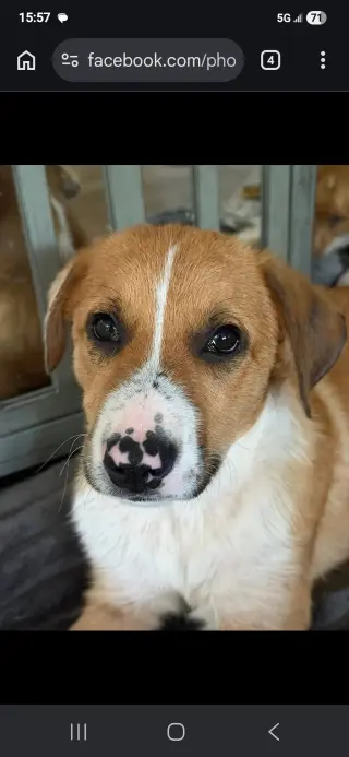 Puppy Teddy