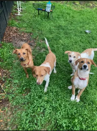 Puppy Teddy