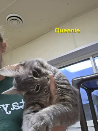 Queenie
