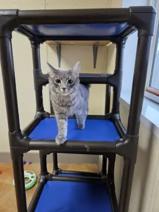Queenie