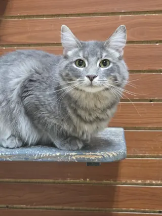 Queenie