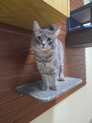 Queenie