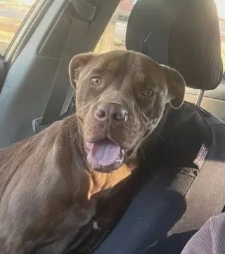 Buddy