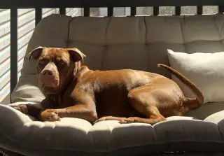 Buddy