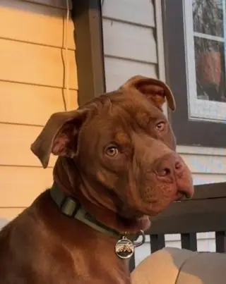Buddy