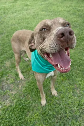 Buddy