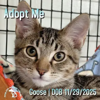 Goose