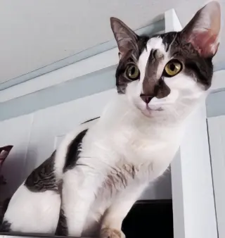 GOOSE
