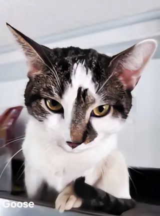 GOOSE