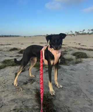 Kali