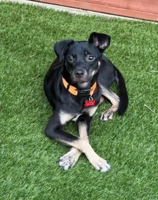 Kali