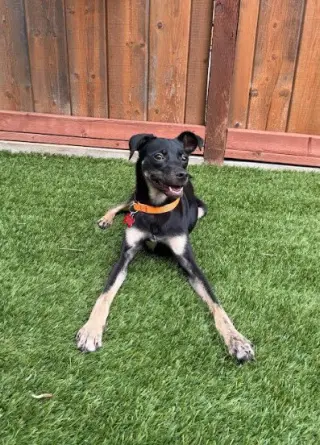 Kali
