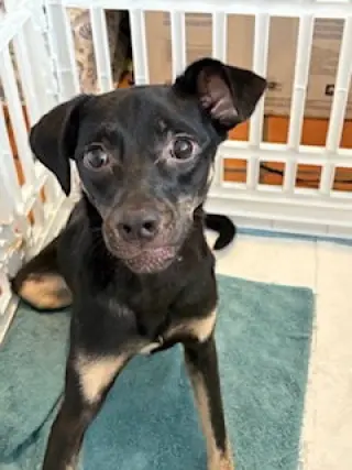 Kali