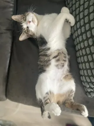 Donovan