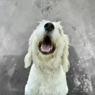 Tobie