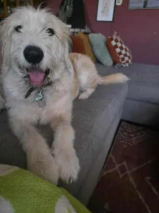 Tobie