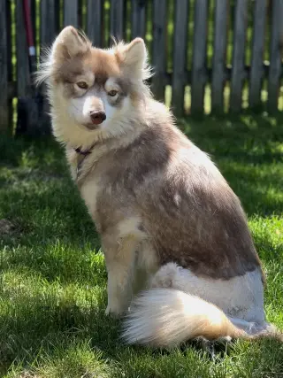 Heidi
