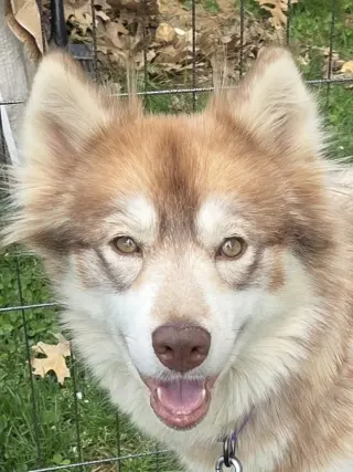 Heidi