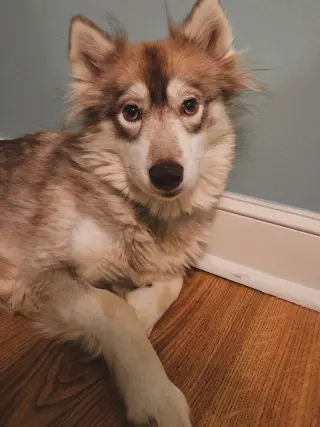 Heidi