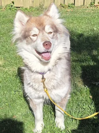 Heidi