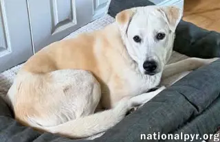 Biscuit in FL - Gentle, Quiet & Courageous!