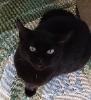 Nyx