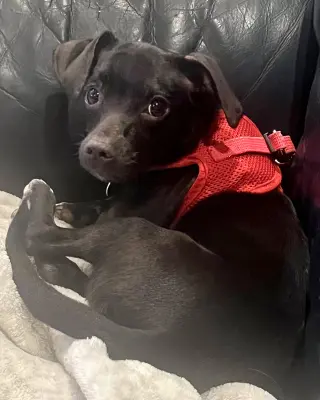 Sadie