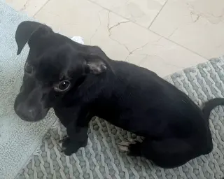 Sadie