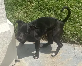 Sadie