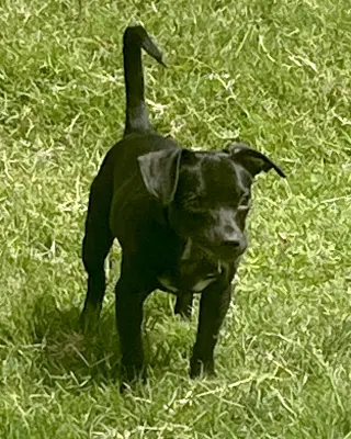 Sadie