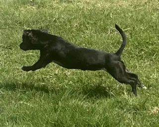 Sadie