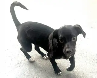 Sadie