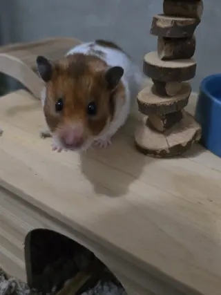 Sophie